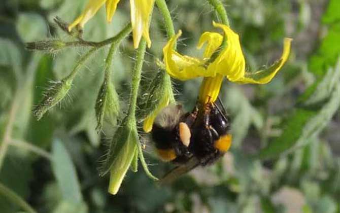 熊蜂的種類及圖片大全 熊蜂
