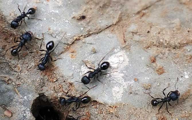 蜜蜂和螞蟻有什么區(qū)別? 螞蟻