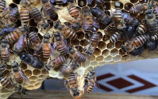 蜂王死了蜂群會跑嗎? 蜂王