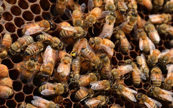 蜂王死了蜂群會跑嗎? 蜂王