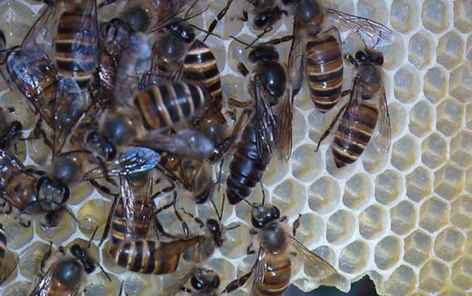 工蜂殺死蜂王是怎么回事? 蜂王