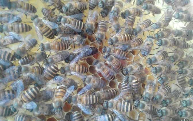 工蜂殺死蜂王是怎么回事? 蜂王