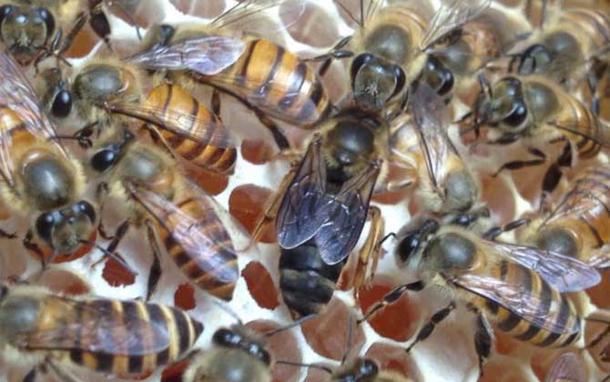 蜜蜂失王了幾天飛走? 蜂王