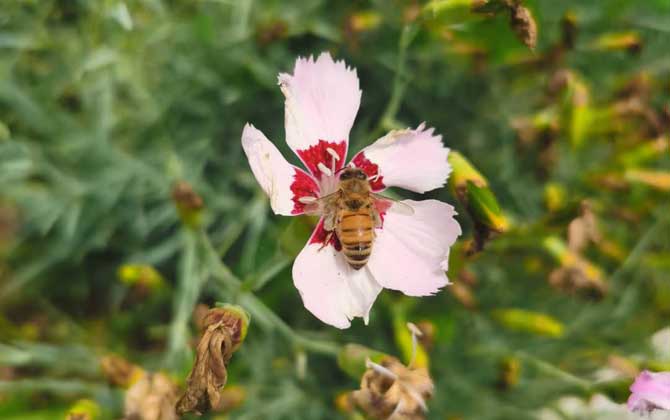 打死一只蜜蜂會報復嗎? 蜜蜂