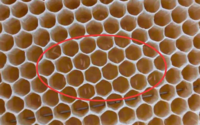 工蜂產卵后能活多久? 工蜂產卵