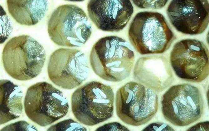 工蜂產卵后能活多久? 工蜂產卵