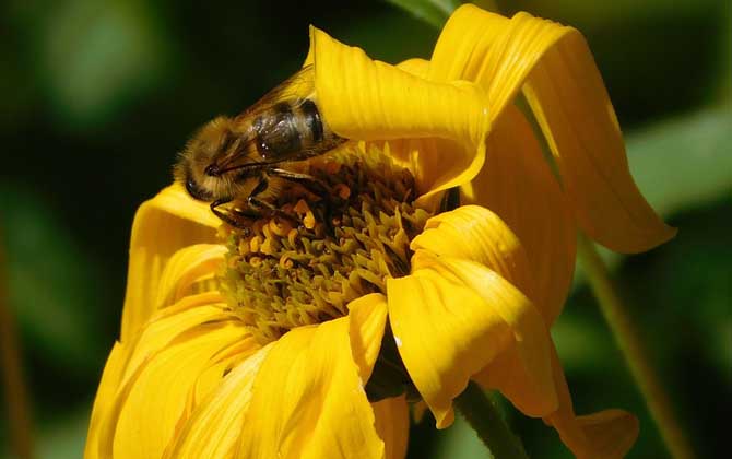 蜜蜂蜇人預示什么? 蜜蜂