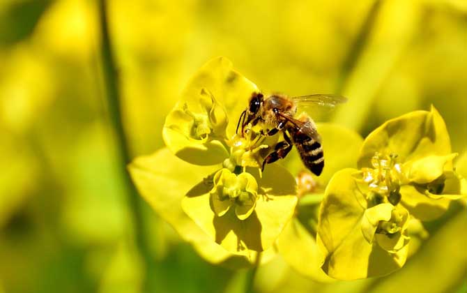 蜜蜂蟄了第二天越來(lái)越腫脹怎么辦? 蜜蜂