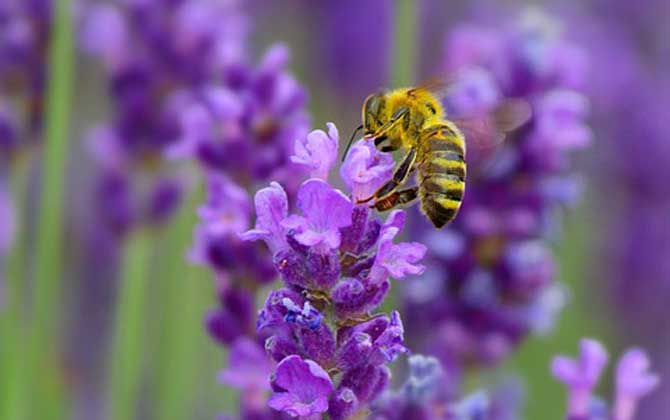 被蜜蜂蟄了會自愈嗎? 蜜蜂