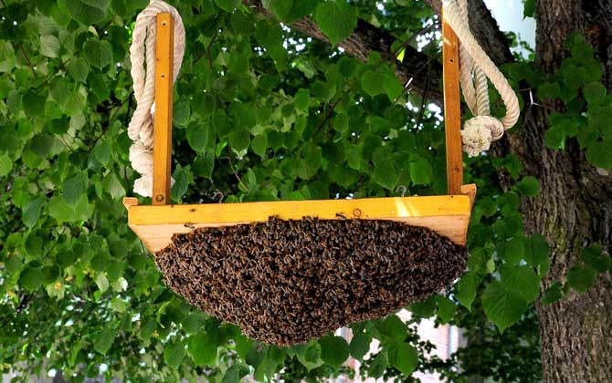 怎樣養蜜蜂才不會逃跑? 養蜂