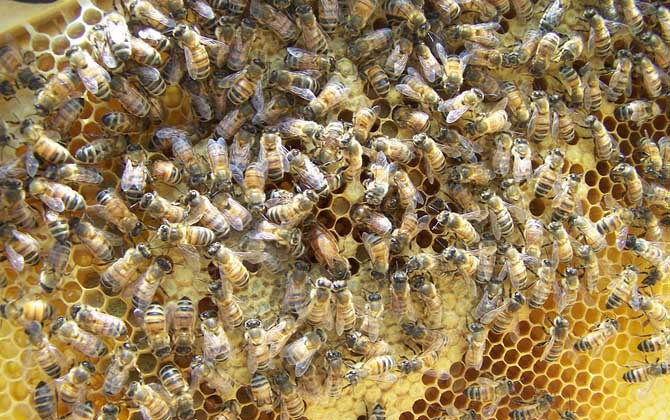 蜂王死了蜂群怎么辦? 蜂王死了怎么辦