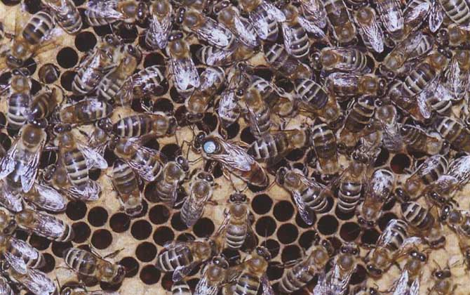 東北黑蜂可以定點(diǎn)養(yǎng)嗎? 東北黑蜂