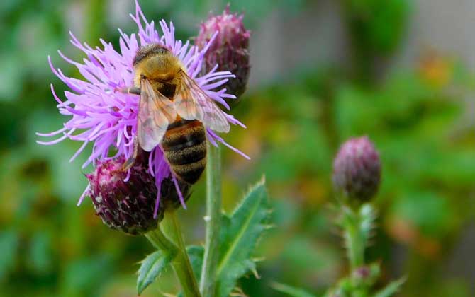 怎樣才能找到野生蜜蜂窩? 野生蜜蜂