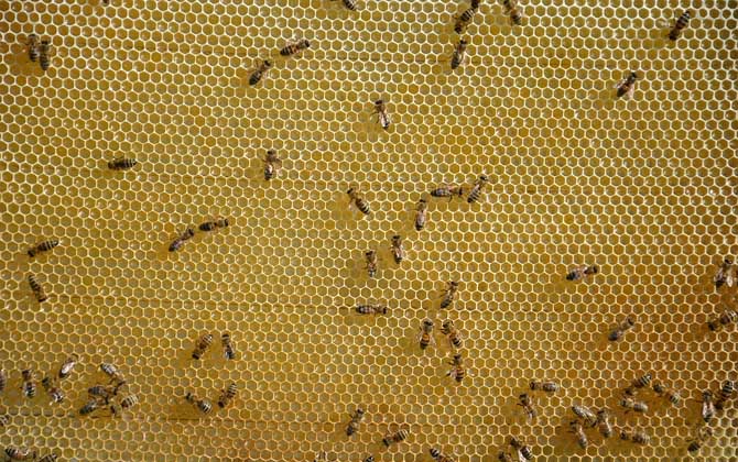 幾月份買蜜蜂群最合適? 蜜蜂