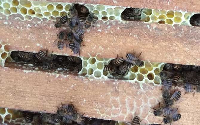 幾月份買蜜蜂群最合適? 蜜蜂