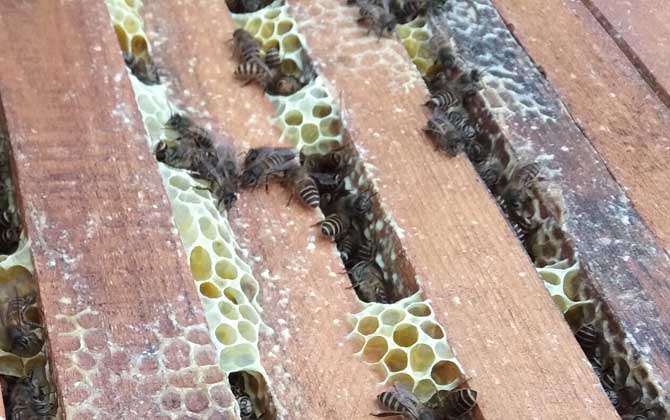 中蜂雙王群的優(yōu)點和缺點 中蜂雙王群