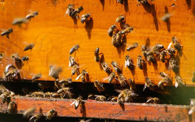 初學(xué)養(yǎng)蜂要了解哪些養(yǎng)蜂知識? 養(yǎng)蜂知識