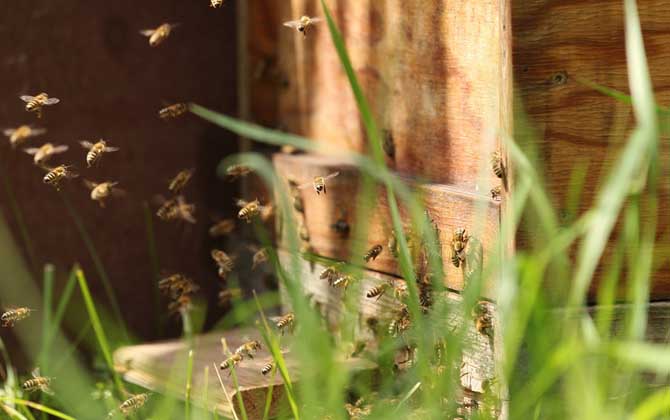 初學(xué)養(yǎng)蜂要了解哪些養(yǎng)蜂知識? 養(yǎng)蜂知識