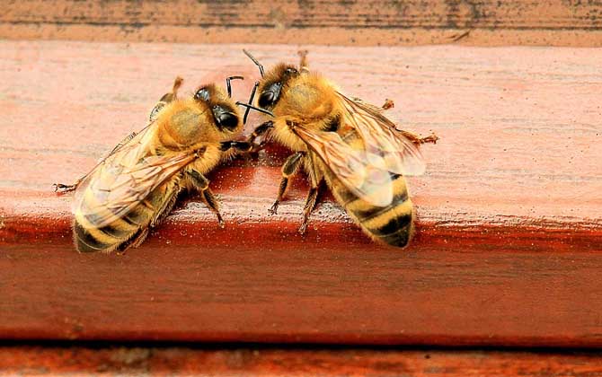 初學(xué)養(yǎng)蜂要了解哪些養(yǎng)蜂知識? 養(yǎng)蜂知識