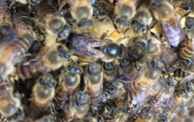 蜂群在什么時候會圍王? 蜂群圍王