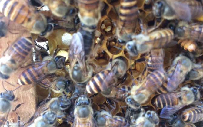 蜂群在什么時候會圍王? 蜂群圍王