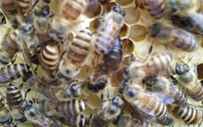 蜂群在什么時候會圍王? 蜂群圍王