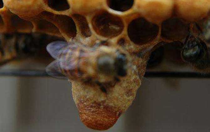 中蜂王臺多久看一次? 王臺