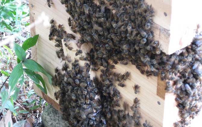 雙王群的組織方法及注意事項 雙王群