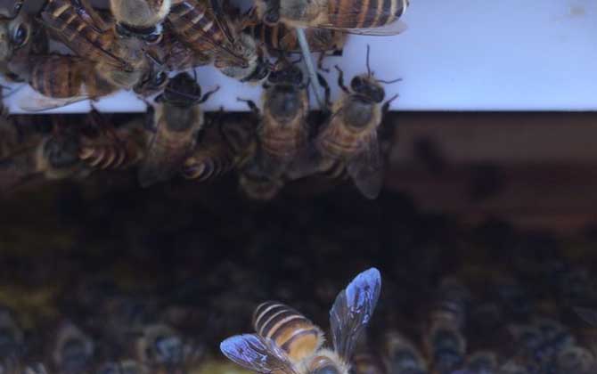 中蜂可不可以養雙王群? 中蜂雙王群