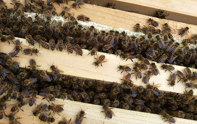 中蜂沒有蜂王怎么分蜂? 中蜂分蜂