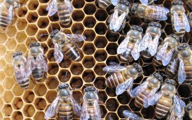 阿壩中蜂有哪些優(yōu)點和缺點? 阿壩中蜂