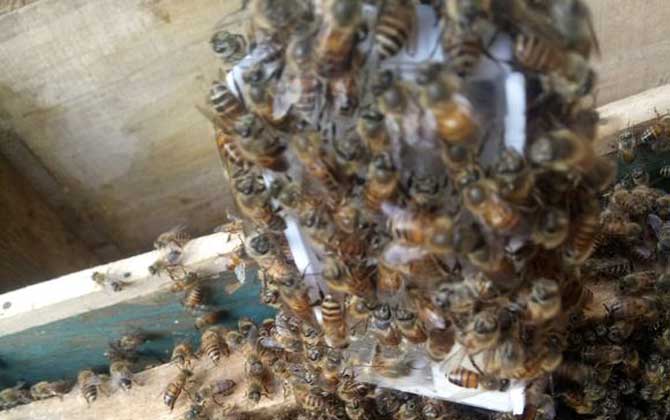 蜜蜂圍王的原因及解救方法 蜜蜂圍王