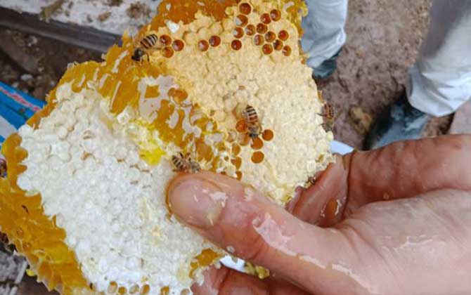 哪些人不適合養(yǎng)蜜蜂? 養(yǎng)蜂