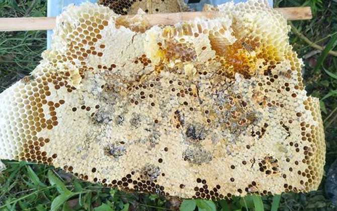 哪些人不適合養(yǎng)蜜蜂? 養(yǎng)蜂