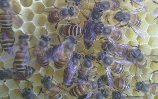 哪些人不適合養(yǎng)蜜蜂? 養(yǎng)蜂