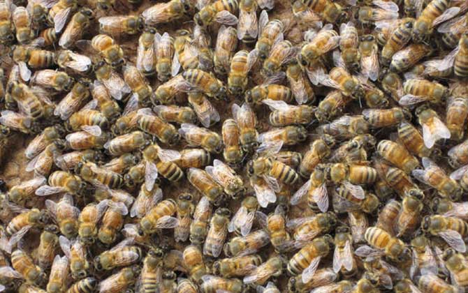 哪些人不適合養(yǎng)蜜蜂? 養(yǎng)蜂