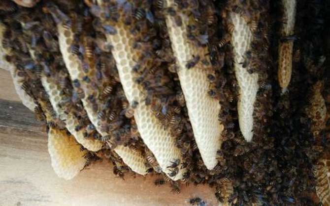 蜜蜂養殖有哪些秘訣? 蜜蜂養殖