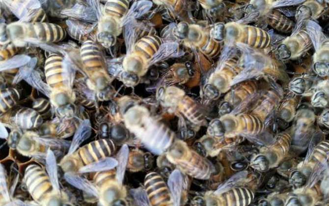 怎么正確給蜜蜂加脾? 蜜蜂加脾