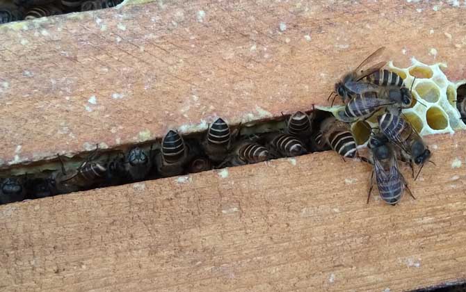 蜜蜂冬天怎么喂養(yǎng)才安全? 蜜蜂