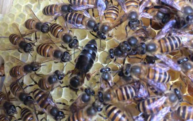 蜜蜂冬天怎么喂養(yǎng)才安全? 蜜蜂