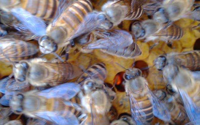 蜜蜂什么時候繁殖速度快? 蜜蜂