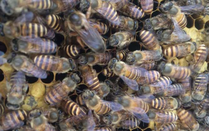 蜜蜂養(yǎng)殖真的那么難嗎? 蜜蜂養(yǎng)殖