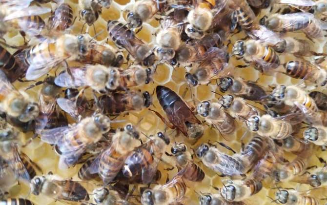 農村土蜜蜂高效養殖技術 蜜蜂養殖