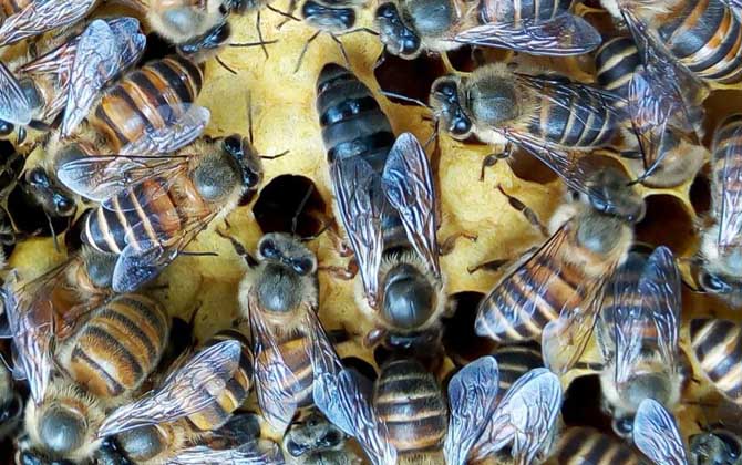 蜂群怎么過箱才不會跑? 蜂群