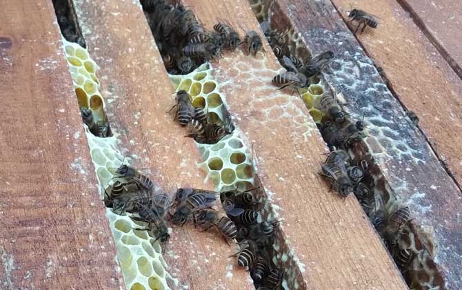 蜂群怎么過箱才不會跑? 蜂群