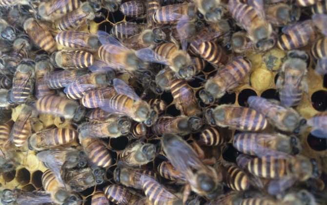 冬季養(yǎng)蜂多少天喂一次? 冬季養(yǎng)蜂