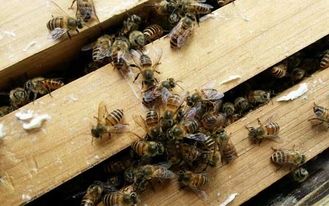 怎么將蛋群養(yǎng)成強群? 蛋群