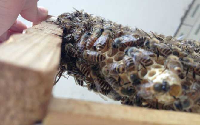 怎么將蛋群養(yǎng)成強群? 蛋群