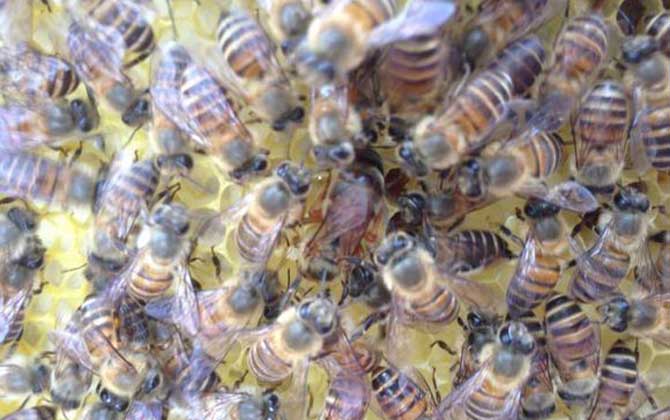 自然分蜂好還是人工分蜂好? 蜂群