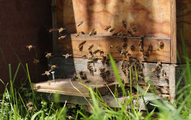 蜜蜂養殖技術及注意事項 蜜蜂養殖